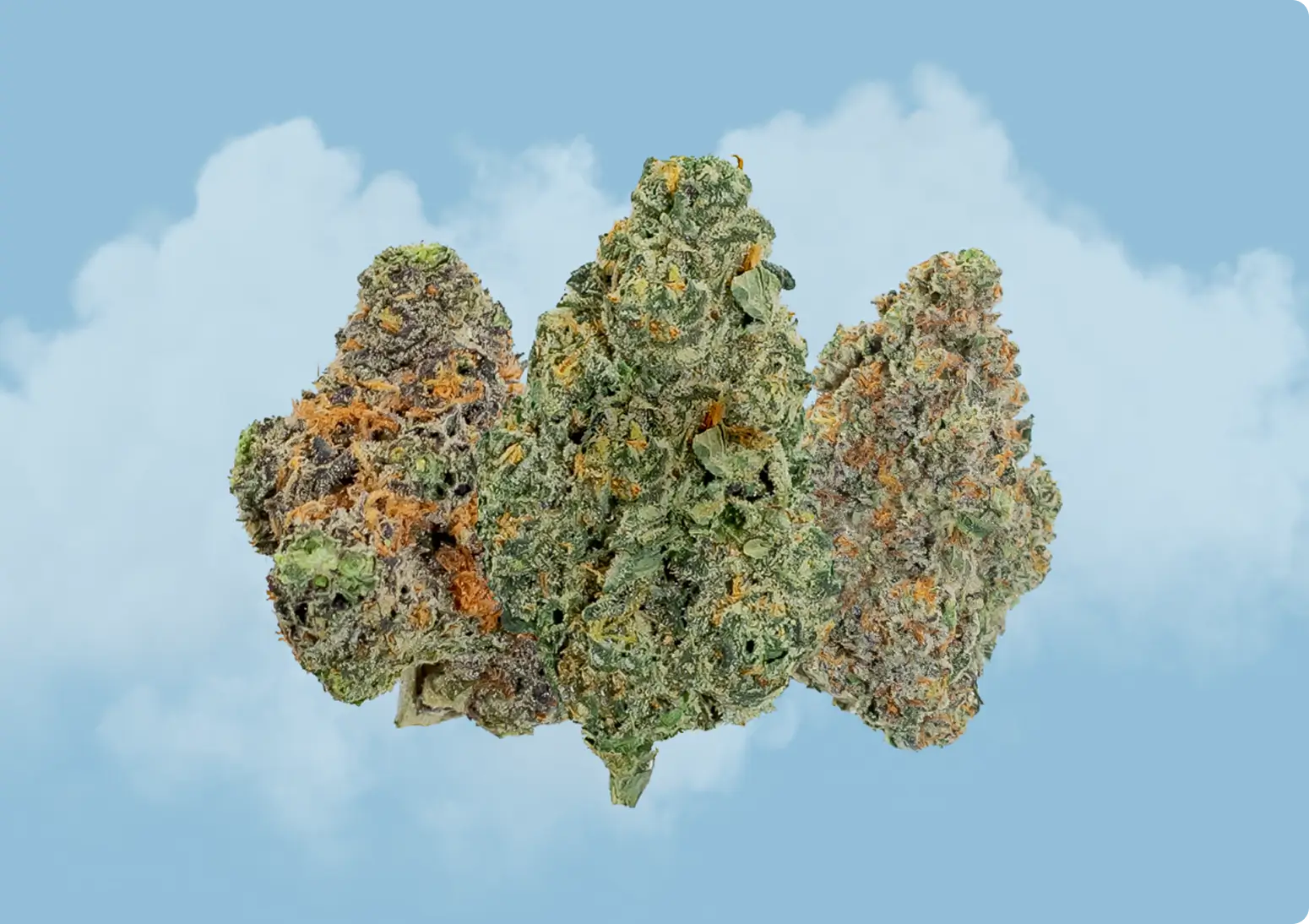 Three cannabis buds with green and orange hues are shown against a light blue background with white clouds.