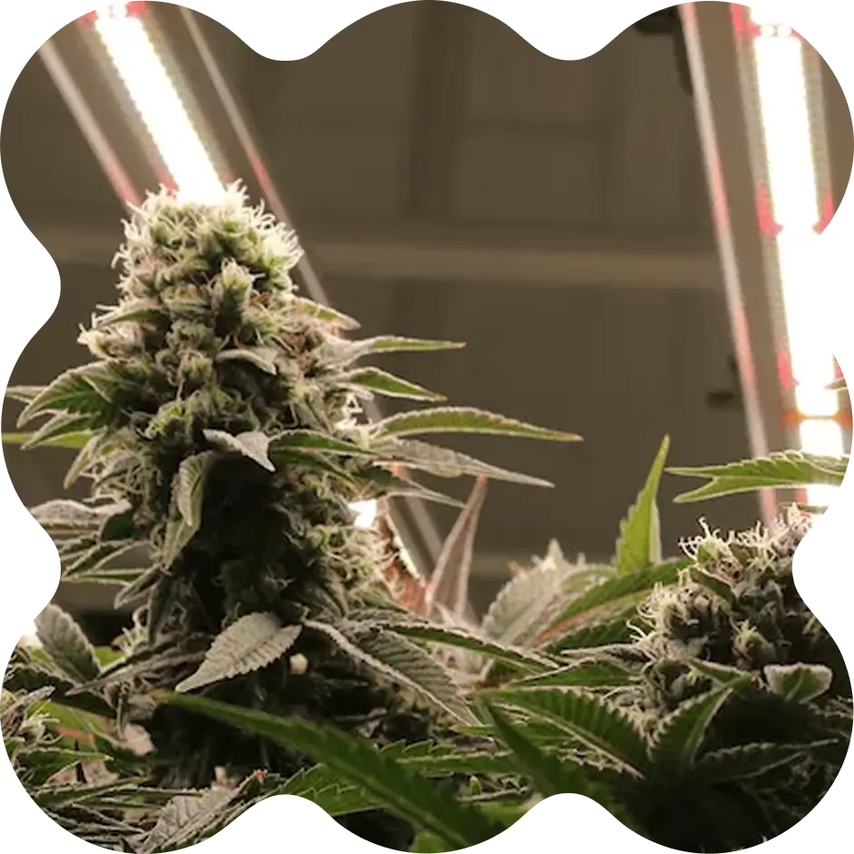 Close-up of a mature cannabis plant with dense buds and green leaves under bright indoor grow lights.