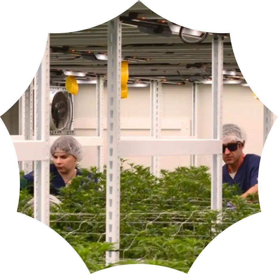 Two workers in hairnets and blue uniforms tend to plants under grow lights inside an indoor facility, surrounded by shelves and equipment.
