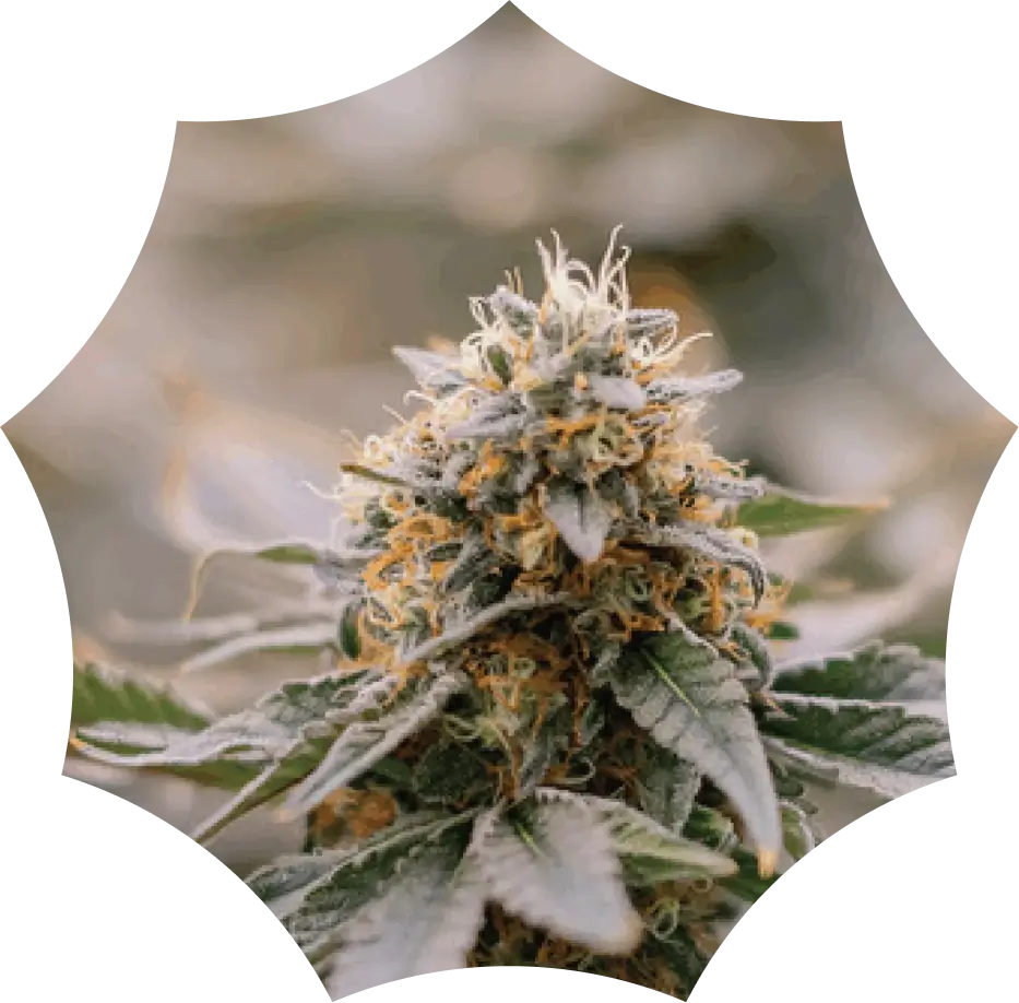 Close-up of a cannabis plant with green leaves and frosty, trichome-coated buds, framed by a star-shaped border.