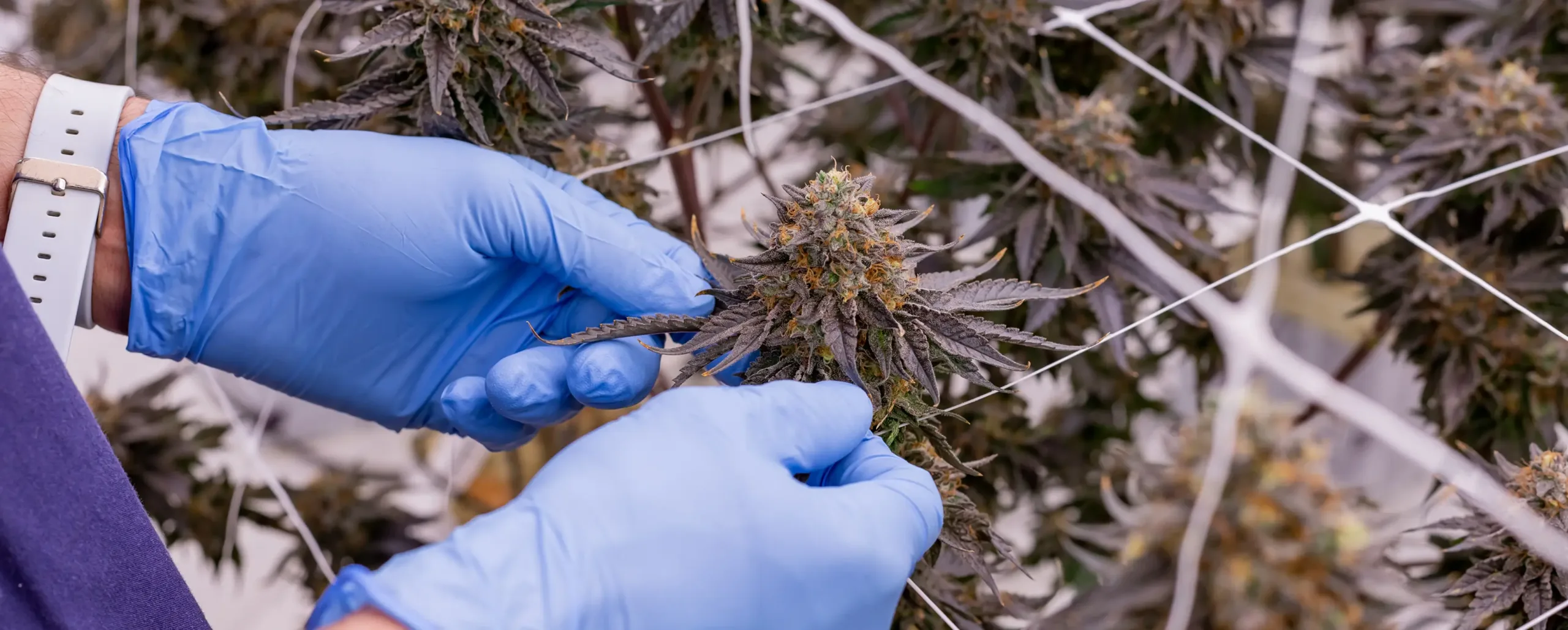 Person wearing blue gloves inspects or trims a cannabis plant with mature buds, surrounded by other plants and supported by white string trellis—a hallmark of top cannabis brands.