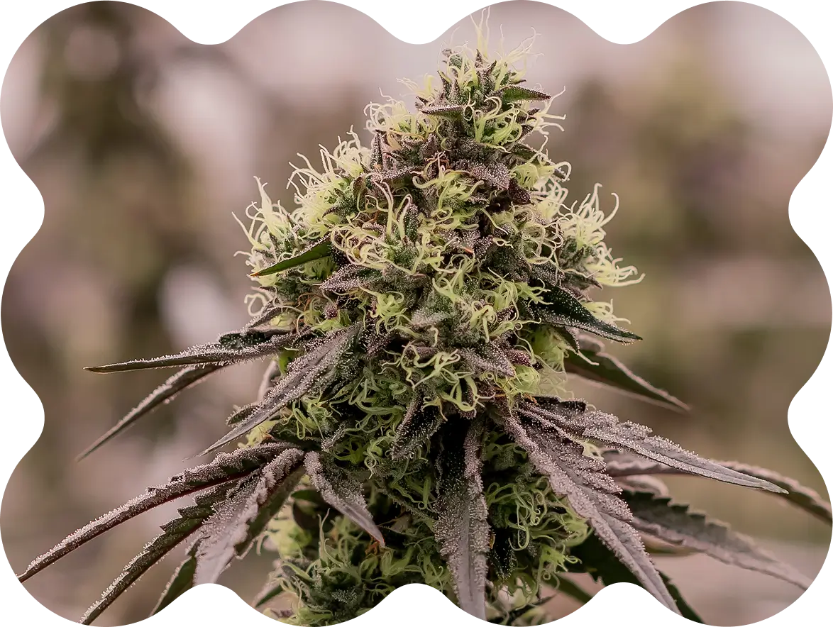Close-up of a mature cannabis plant with dense, resinous buds and visible trichomes—showcasing the quality prized by leading cannabis brands. Framed by a decorative black border.