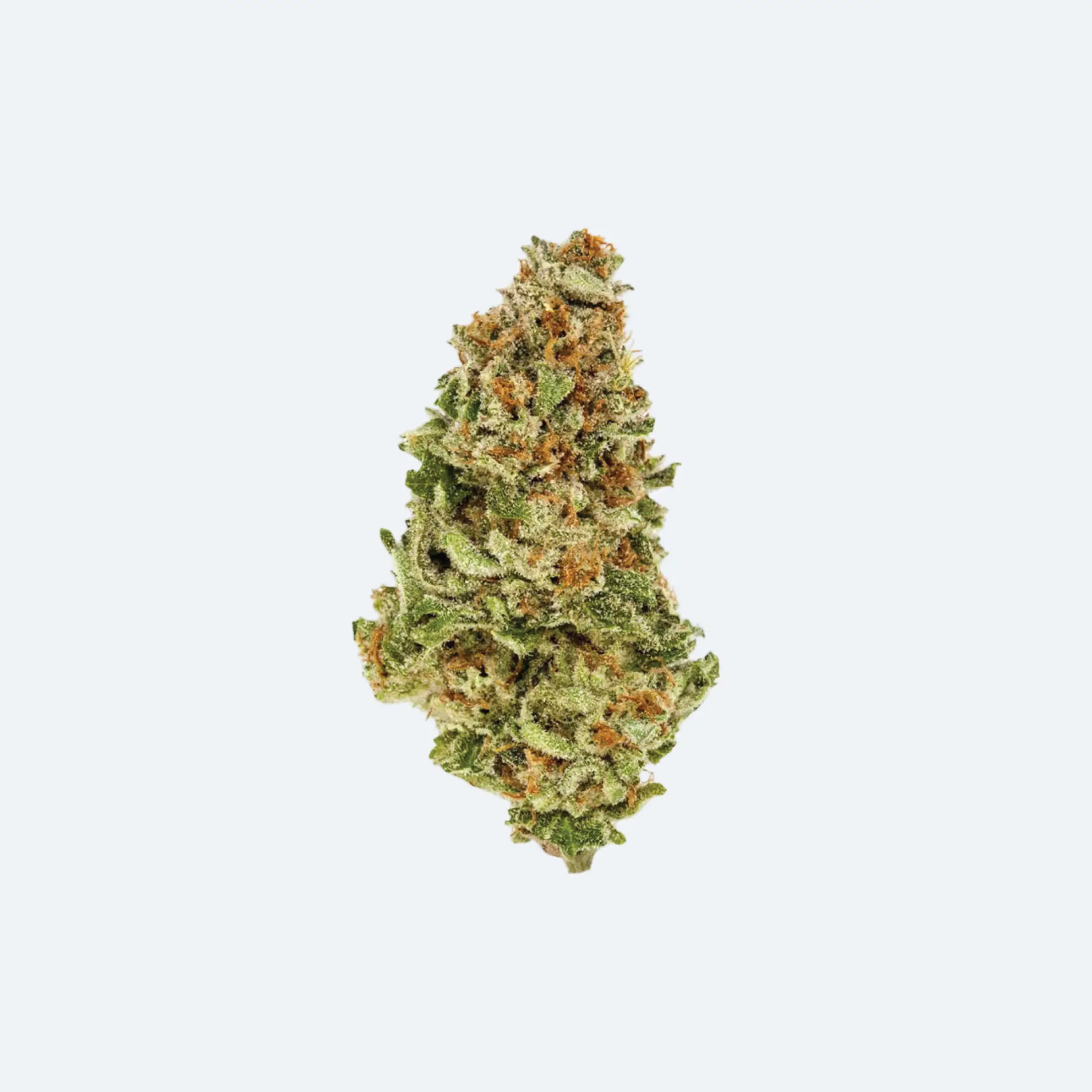 A close-up of a single cannabis bud with green, orange, and white colors, isolated on a plain white background.
