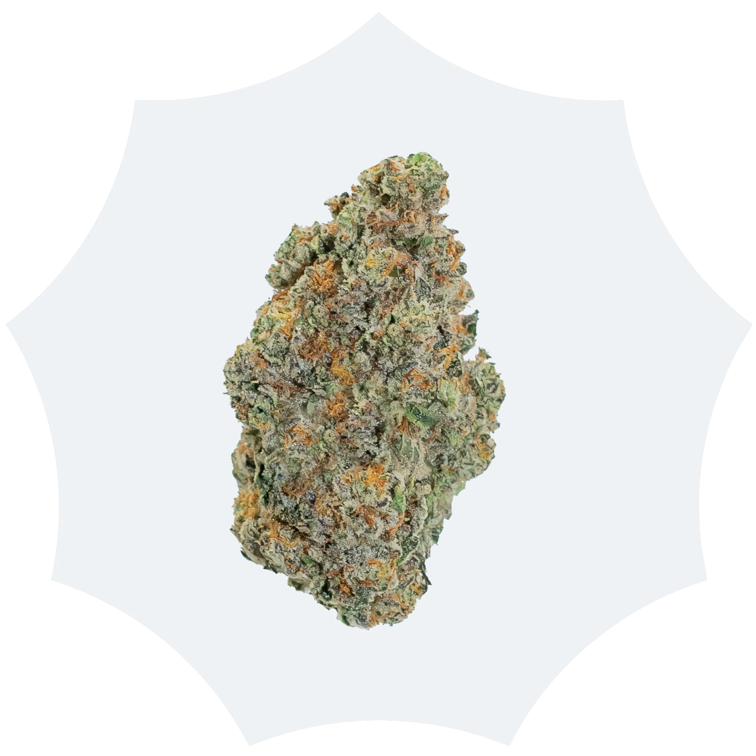 A single cannabis bud with green, orange, and purple hues is shown against a white background.