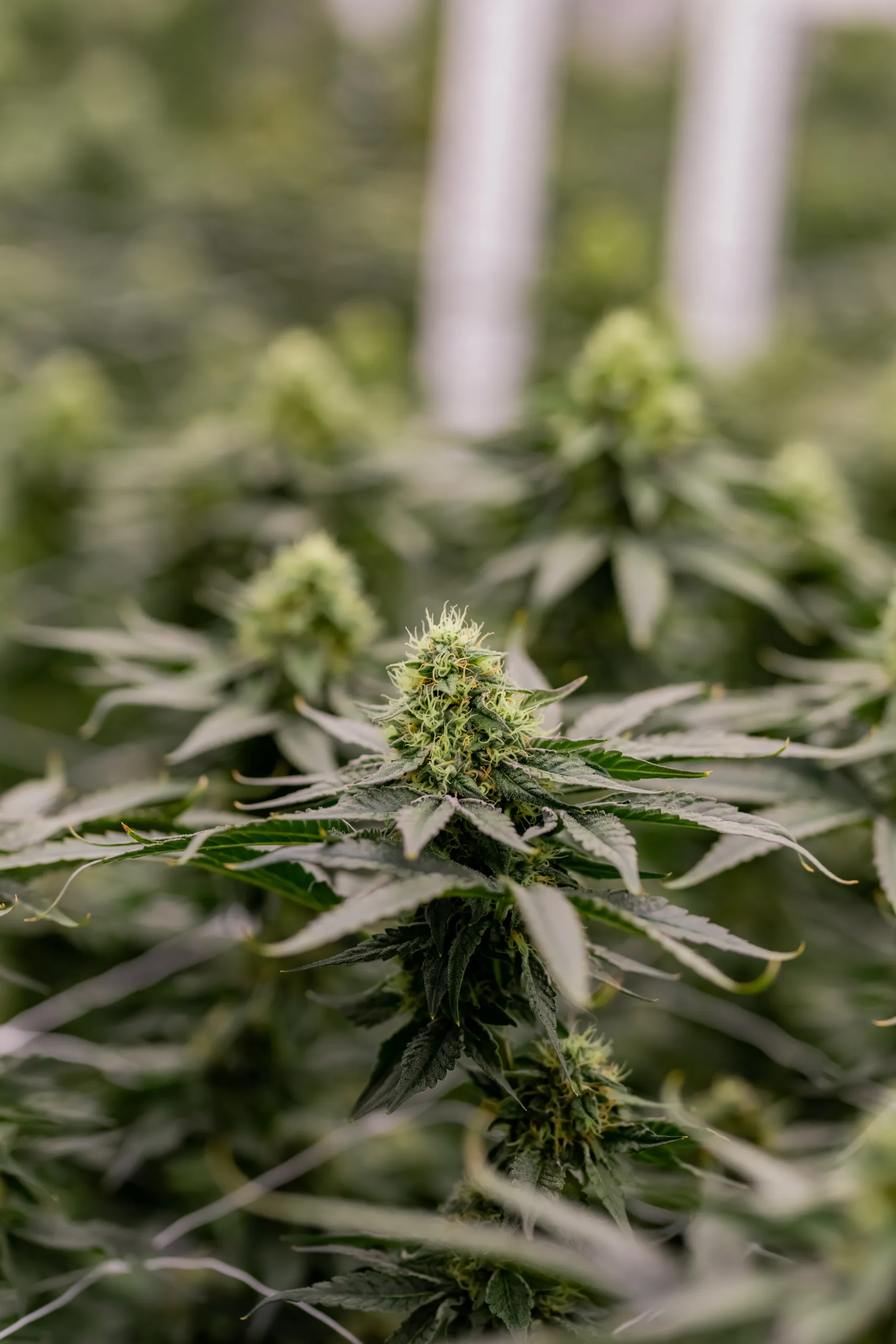 Close-up of a cannabis plant with dense green buds and jagged leaves, surrounded by other cannabis plants from top cannabis brands in a blurred background.