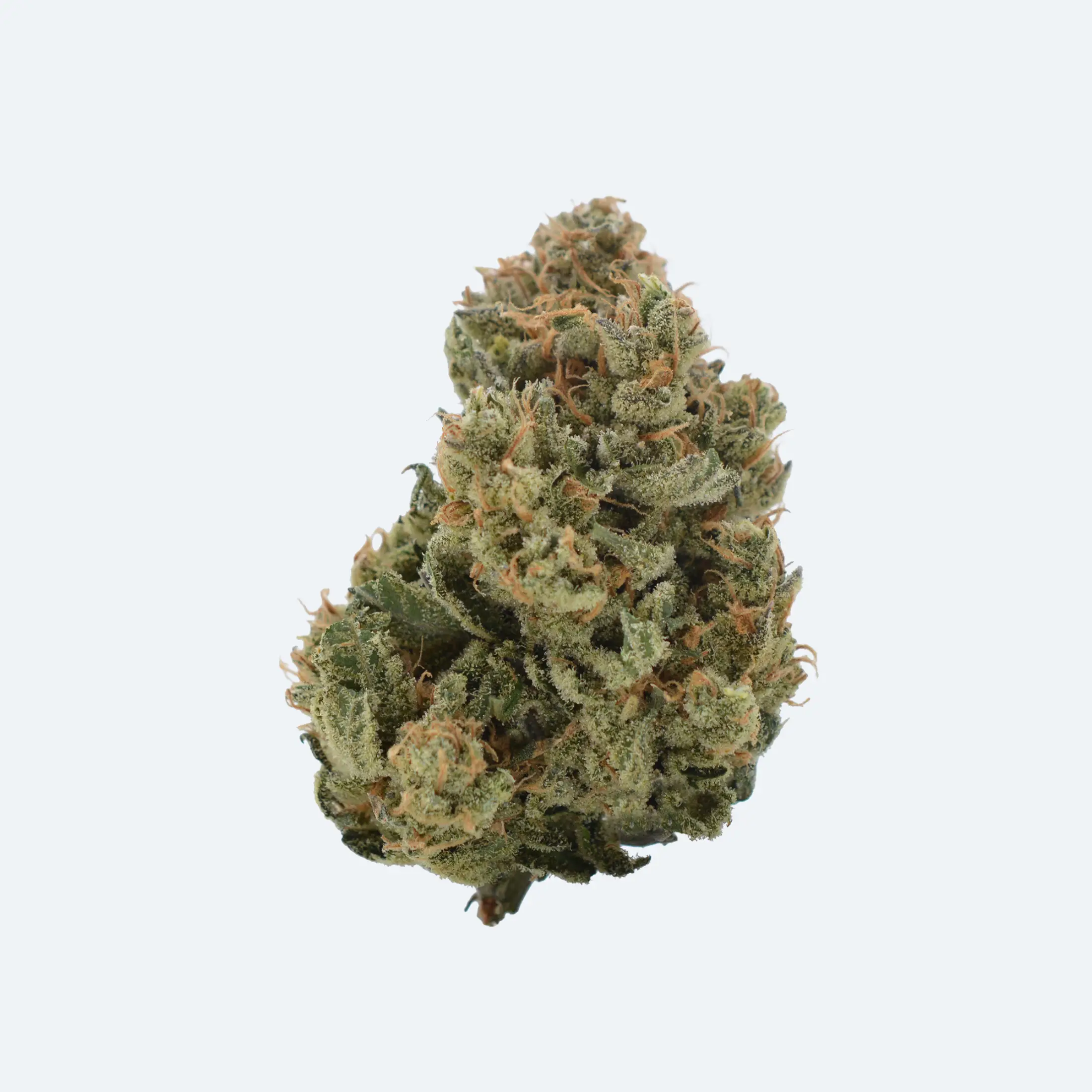 A close-up of a single cannabis bud with green leaves and orange hairs, isolated on a light background.
