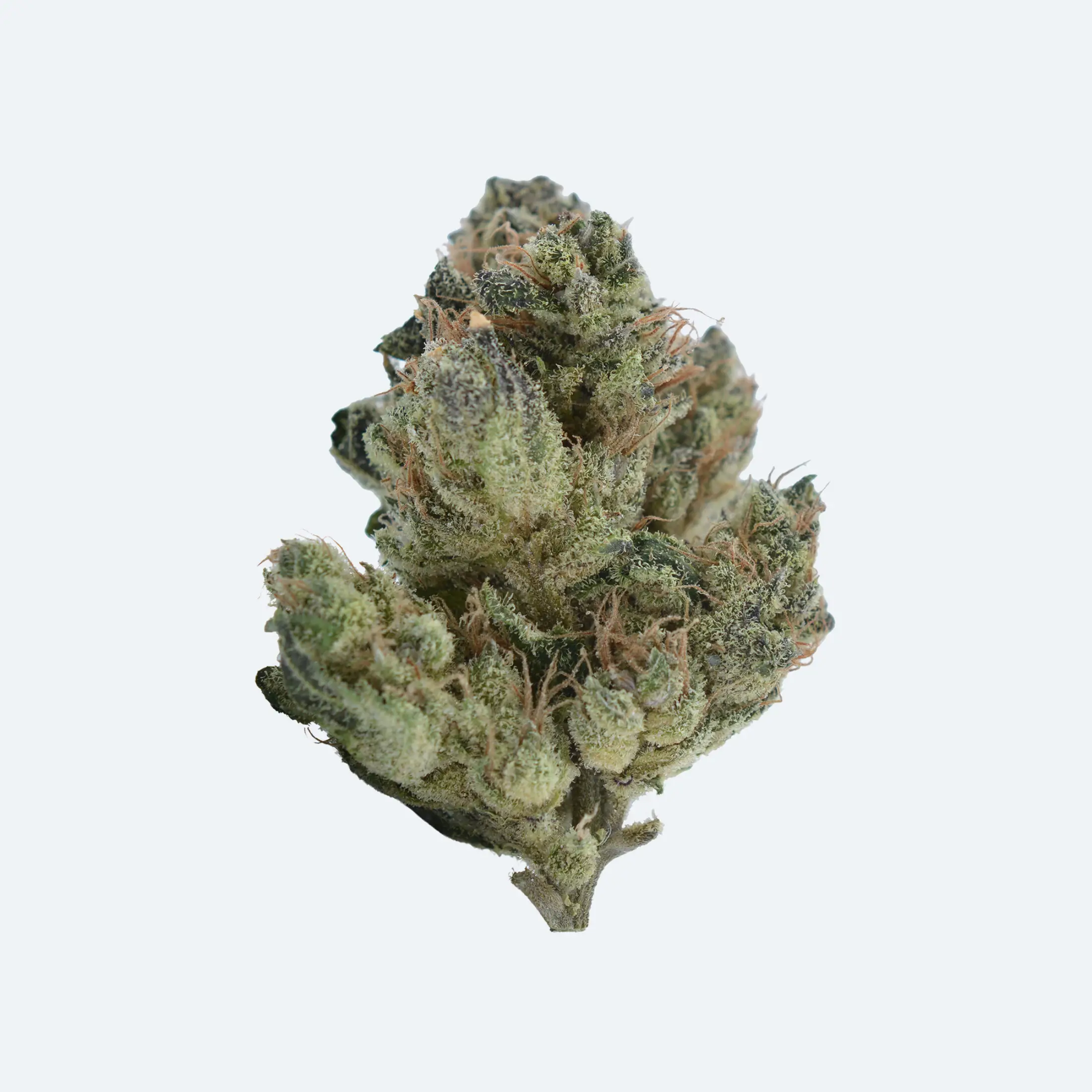 A close-up of a single cannabis bud, covered in green and orange hairs with visible crystal-like trichomes, set against a plain white background.