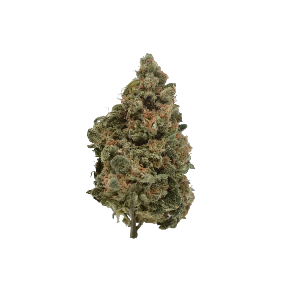 Close-up of a single cannabis bud, showing green leaves and orange hairs, with a white background.