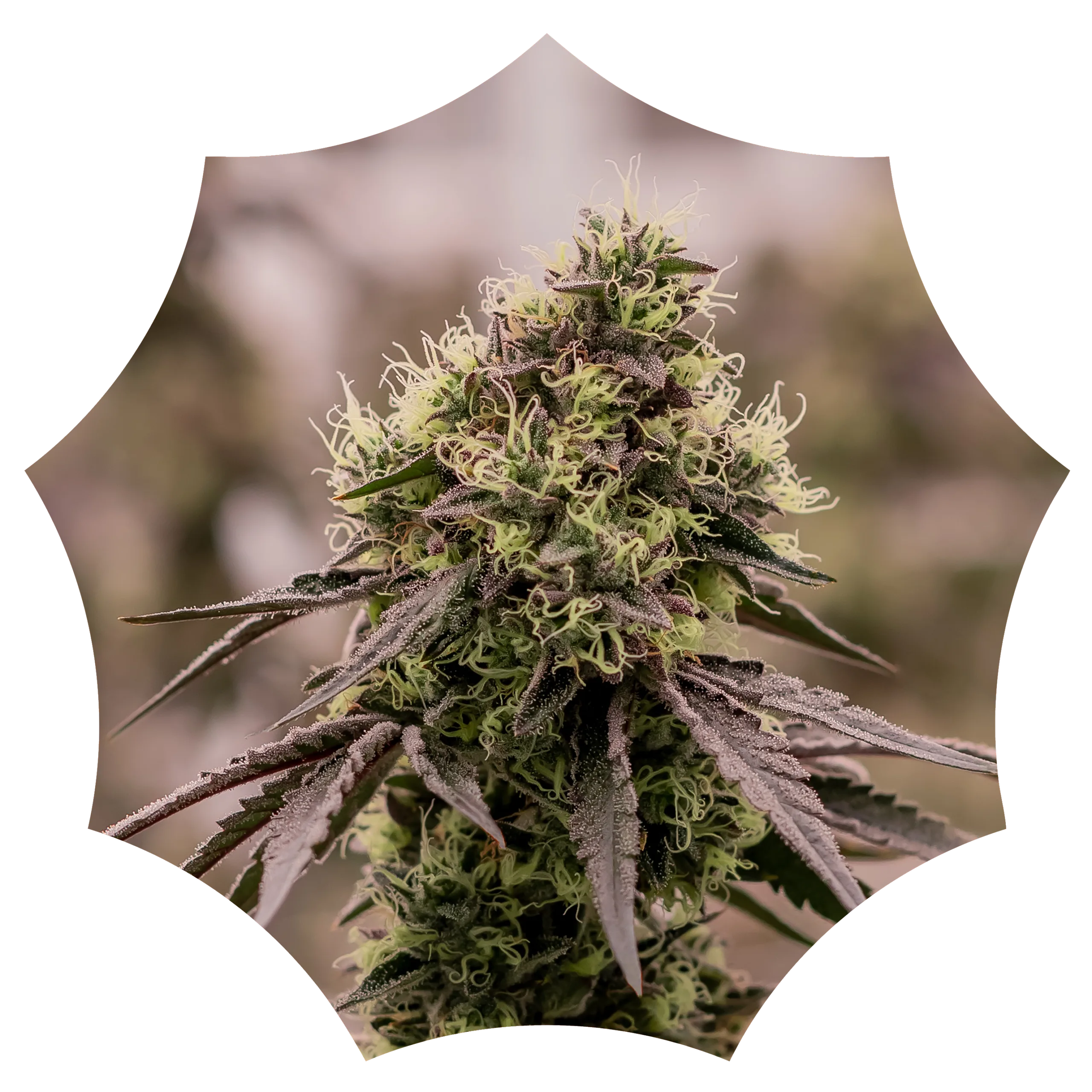 A close-up of a blooming cannabis flower with purple-tinted leaves and white pistils.